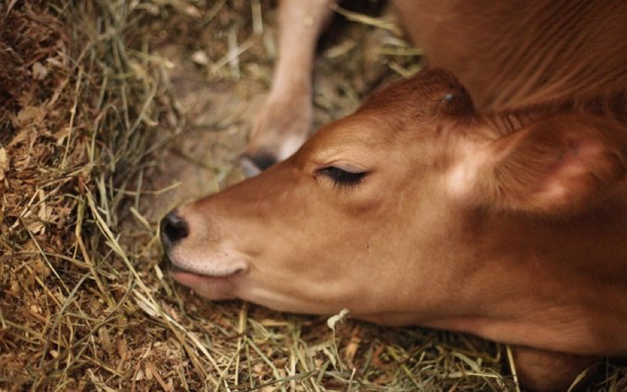 La AFFCO y los ingredientes INTERIOR La AFFCO y los ingredientes INTERIOR