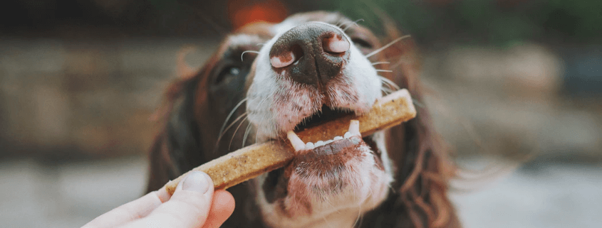 Natural antioxidants in pets types