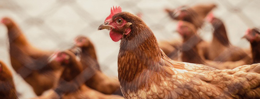 Efectos antioxidantes en aves de corral Efectos antioxidantes en aves de corral