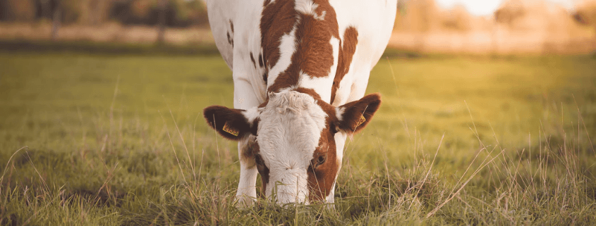 La AAFCO y los ingredientes para nutricion animal La AAFCO y los ingredientes para nutricion animal