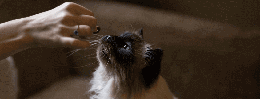 Legislation toxicity and uses of propylene glycol in animal feed Uses of propylene glycol in animal feed