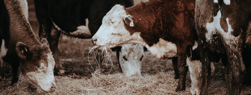 Los principales certificados en nutricion animal Los principales certificados en nutricion animal