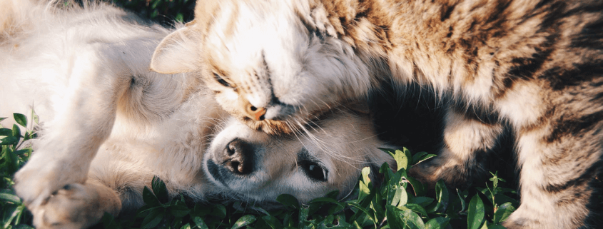 Main nutrients in the diet for dogs and cats Main nutrients in the diet for dogs and cats