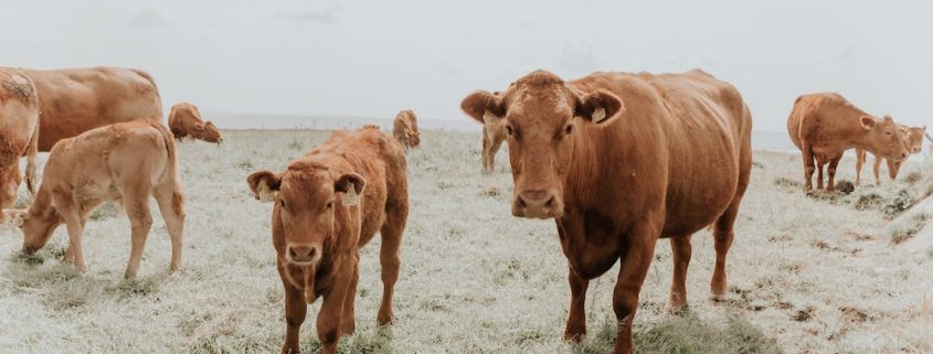 Principales certificados en nutricion animal Principales certificados en nutricion animal