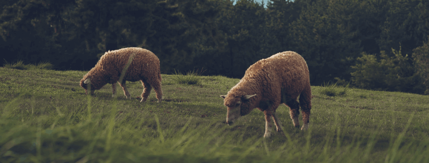 Regulation of antioxidants in animal nutrition Regulation of antioxidants in animal nutrition