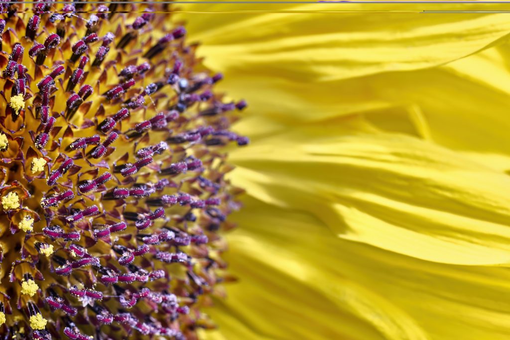 blooming sunflower closeup sunflower inflorescences macro photography