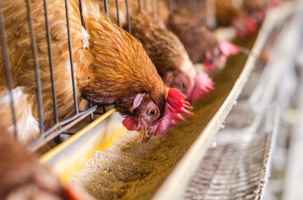 Articulo 1 Enhancing Rancidity Prevention in Poultry Feed with Natural Tocopherols tocoferoles naturales en piensos para aves de corral