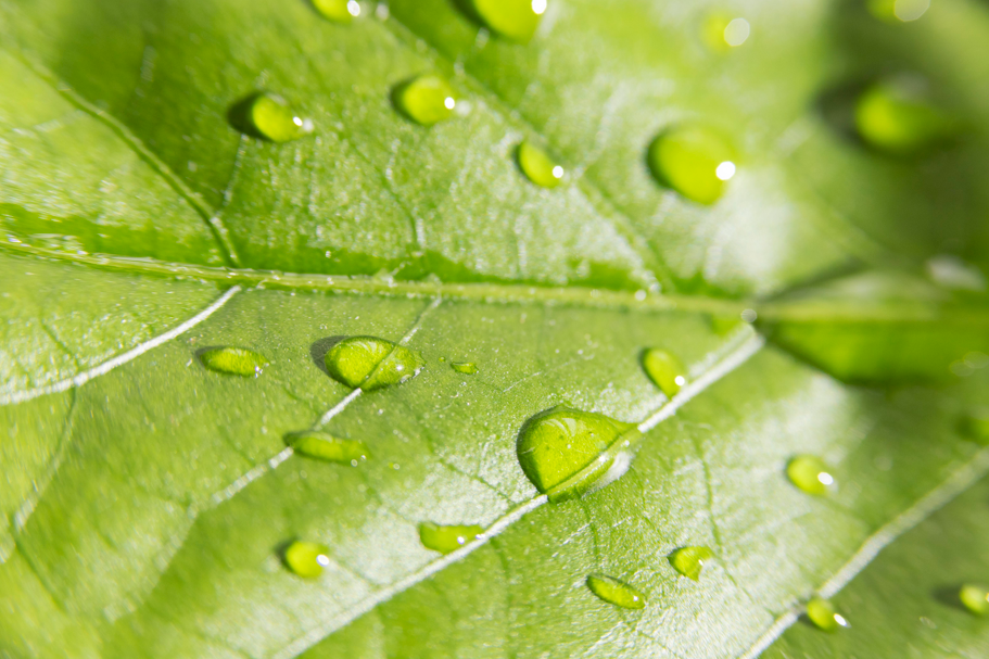 transición de antioxidantes sintéticos a antioxidantes naturales